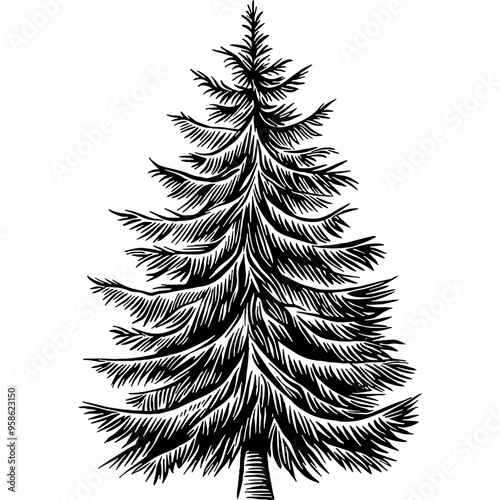 Hand drawn Pine Tree Conifer Tree Sketch Illustration Engraving Woodcut Vintage Style Vector Line Art