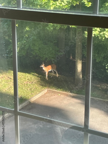 Deer near trees in light & shadow