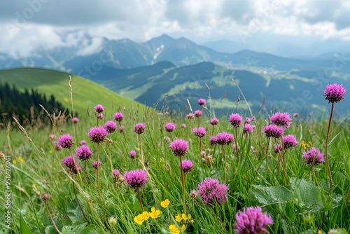 Clover flowers on the slope among the grass. Alpine meadows close up