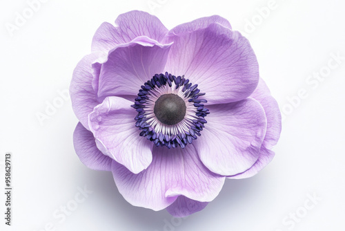 Ultra-Realistic UHD Photo of an Anemone Flower on White Background