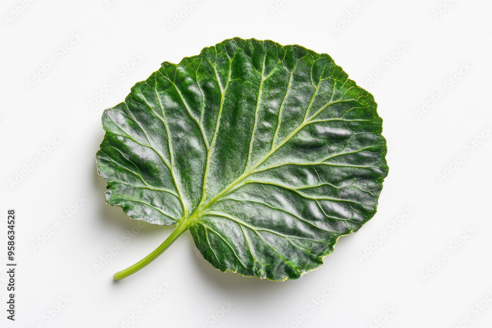 Ultra-Realistic UHD Photo of a Begonia Leaf on White Background Ultra-Realistic UHD Photo of a Begonia Leaf on White Background