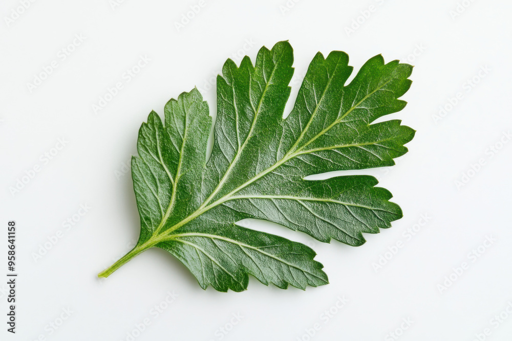 Ultra-Realistic UHD Photo of a Chrysanthemum Leaf on White Background Ultra-Realistic UHD Photo of a Chrysanthemum Leaf on White Background