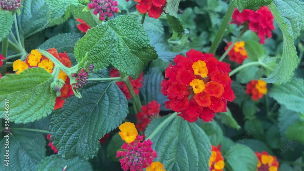 Background. Lantana camara bush. Close-up view of a flowering bush.
