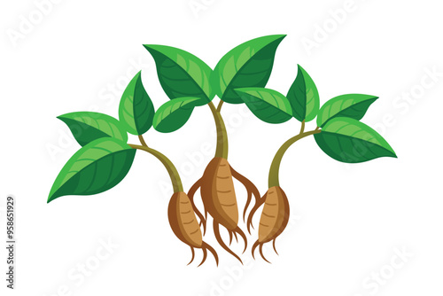 Cassava Sprouts vector illustration isolated in white background