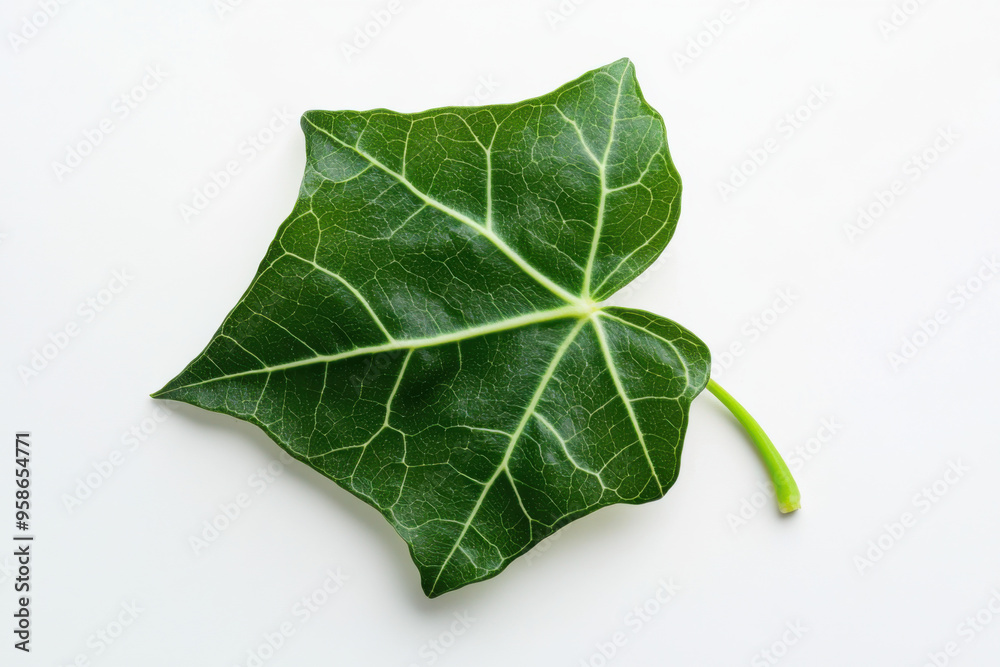 Ultra-Realistic UHD Photo of an Ivy Leaf on White Background