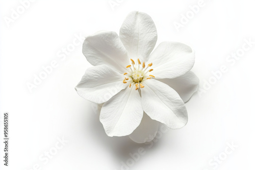 Ultra-Realistic UHD Photo of a Jasmine Flower on White Background