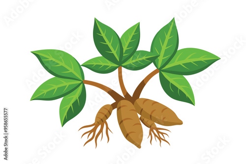 Cassava Sprouts vector illustration isolated in white background