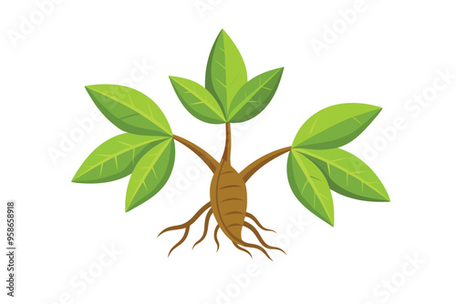 Cassava Sprouts vector illustration isolated in white background