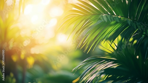 Lush Palm Leaves Illuminated by Golden Sunlight