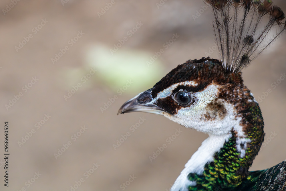 portrait of a peacock