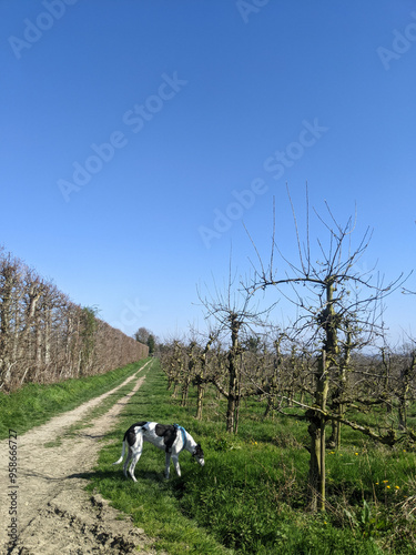 A black and white greyhound dog exploring along a row of apple trees in a cider orchard in Boughton Monchelsea, Kent. photo