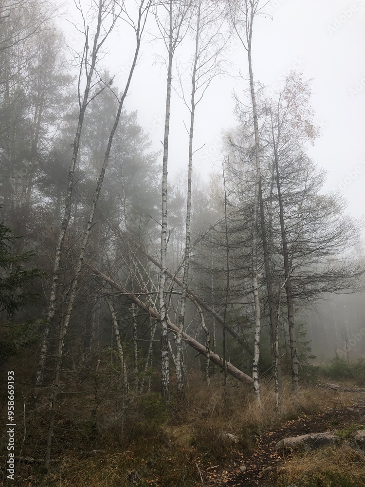fog in the forest fog in the forest