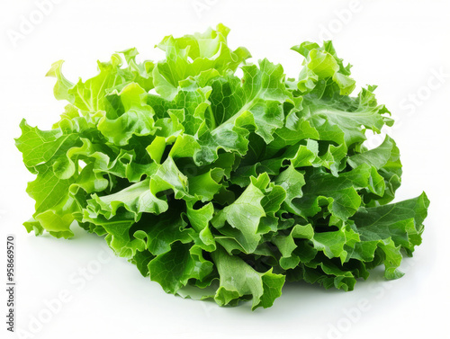 Fresh green lettuce salad leaves isolated on white background