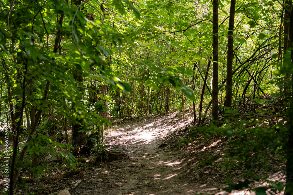 The path deep in the forest with sunlight. The path deep in the forest with sunlight.