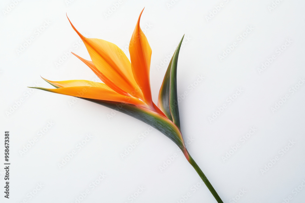 Ultra-Realistic UHD Photo of a Strelitzia Flower on White Background Ultra-Realistic UHD Photo of a Strelitzia Flower on White Background