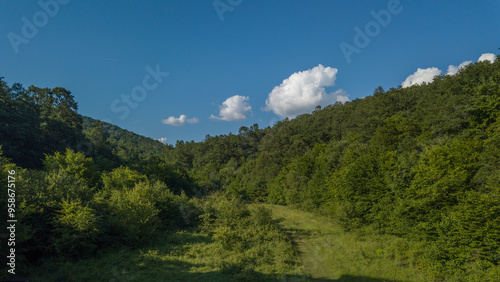 forest in the mountains