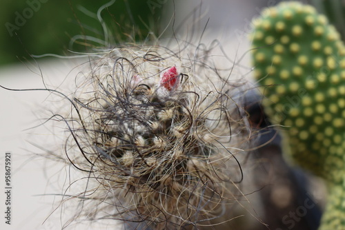 Neoporteria senile senilis kaktus Opuntia microdasys var. pallida f. cristata photo