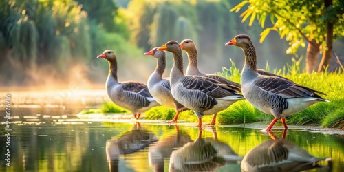 Majestic greylag geese waddle along a serene lake shore, their grey feathers glistening in the soft morning light, photo