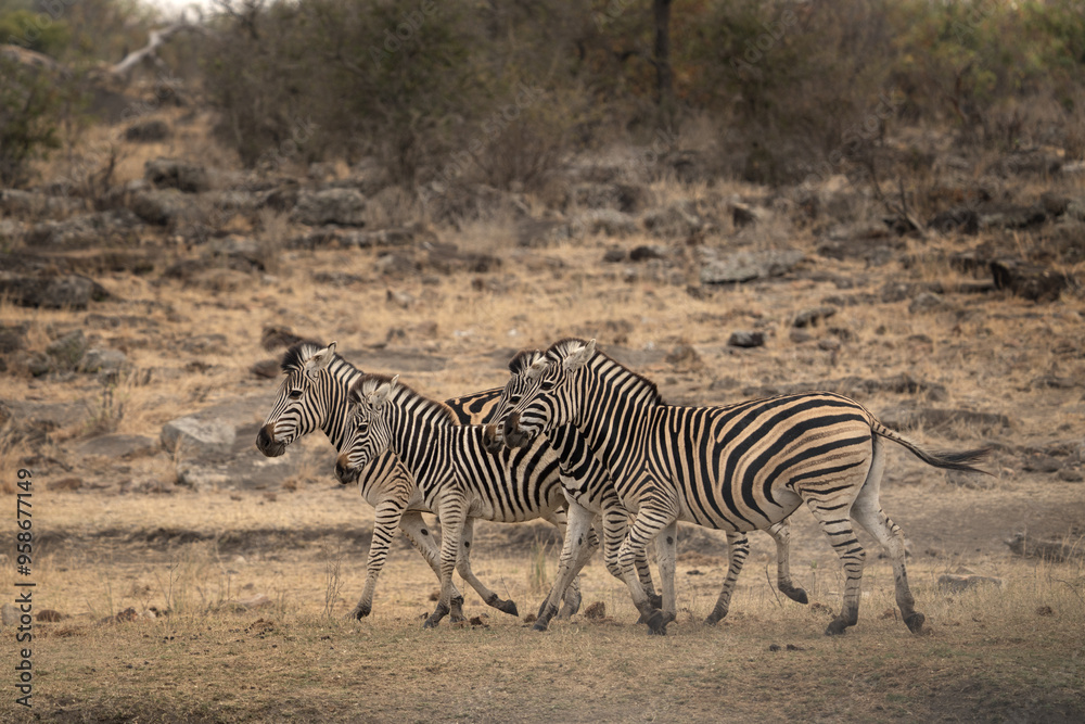 Obraz premium Plains zebras near the water dam. Zebras during safari in Kruger national park. Typical animal for Africa plains.