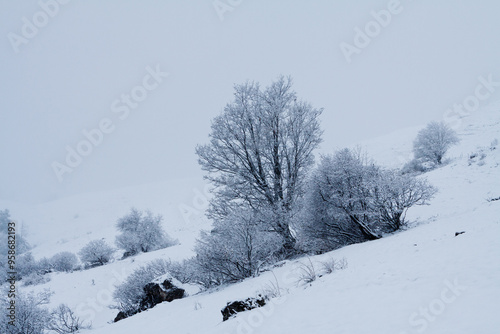 Arbre glacé 