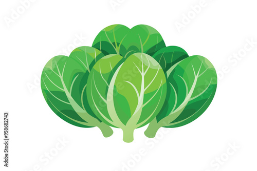 Cabbage vector illustration isolated in white background