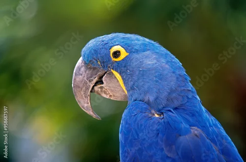 Fototapeta na wymiar Ara hyacinthe,.Anodorhynchus hyacinthinus, Hyacinth Macaw
