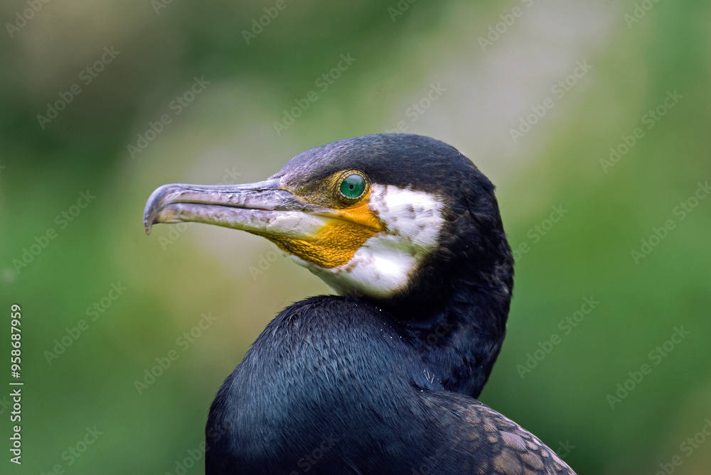 Obraz premium Grand Cormoran,. Phalacrocorax carbo, Great Cormorant