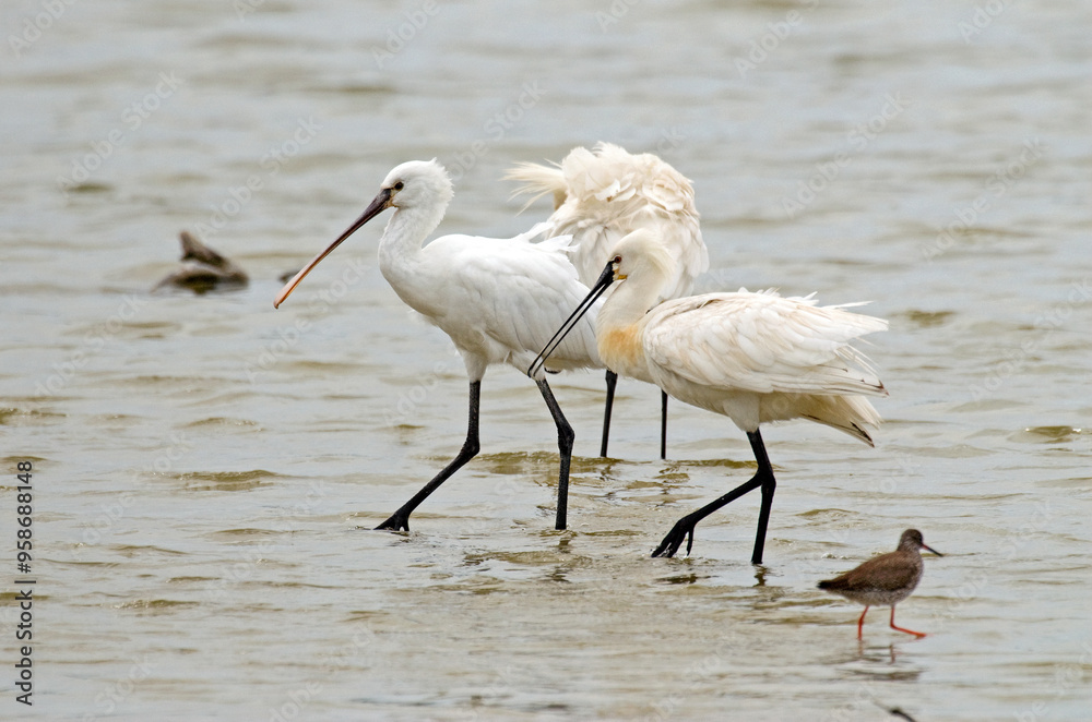 Spatule blanche, Platalea leucorodia, Eurasian Spoon Spatule blanche, Platalea leucorodia, Eurasian Spoon
