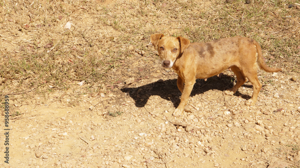 Fototapeta premium dog walking in the sun