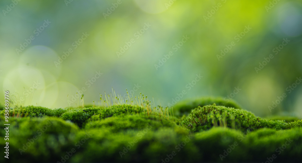 Moss background, green moss on wooden background blur nature