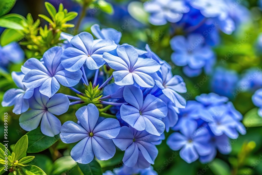 close-up,blooming, blue plumbago, vibrant, blue flowers, A close up photo of Blooming The Cape leadwort or blue plumbago flowers in a garden surrounded by lush green leaves close-up,blooming, blue plumbago, vibrant, blue flowers, A close up photo of Blooming The Cape leadwort or blue plumbago flowers in a garden surrounded by lush green leaves