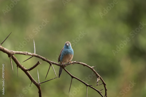 Blue waxbill during safari in Kruger national park. Uraeginthus angolensis in rest area in the Africa. Small bird with blue breast and gray back. photo