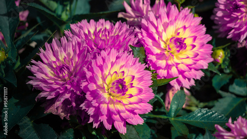 Beautiful Pink dahlia flowers in the garden on green leaves background.