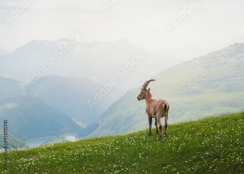 Photography Alpine Ibex mont Banc