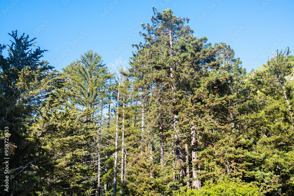 Fototapeta premium A vibrant forest scene featuring tall green trees under a bright blue sky, captures the beauty of natural wilderness.