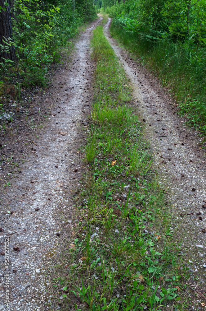 Closeup of dirt road along the forest, green grass, summer time Closeup of dirt road along the forest, green grass, summer time