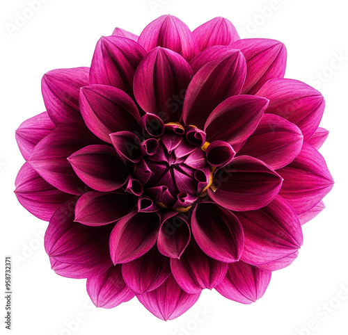 Bright pink dahlia blooming in sunlight, cut out - stock png.