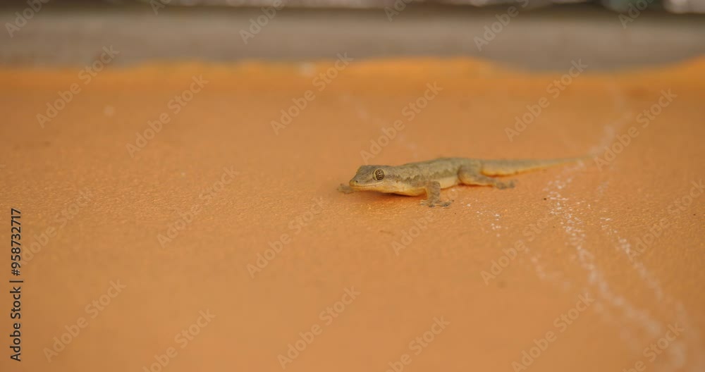 House lizard on wall, a lizard is molting on the wall of the house. House lizard on wall, a lizard is molting on the wall of the house.