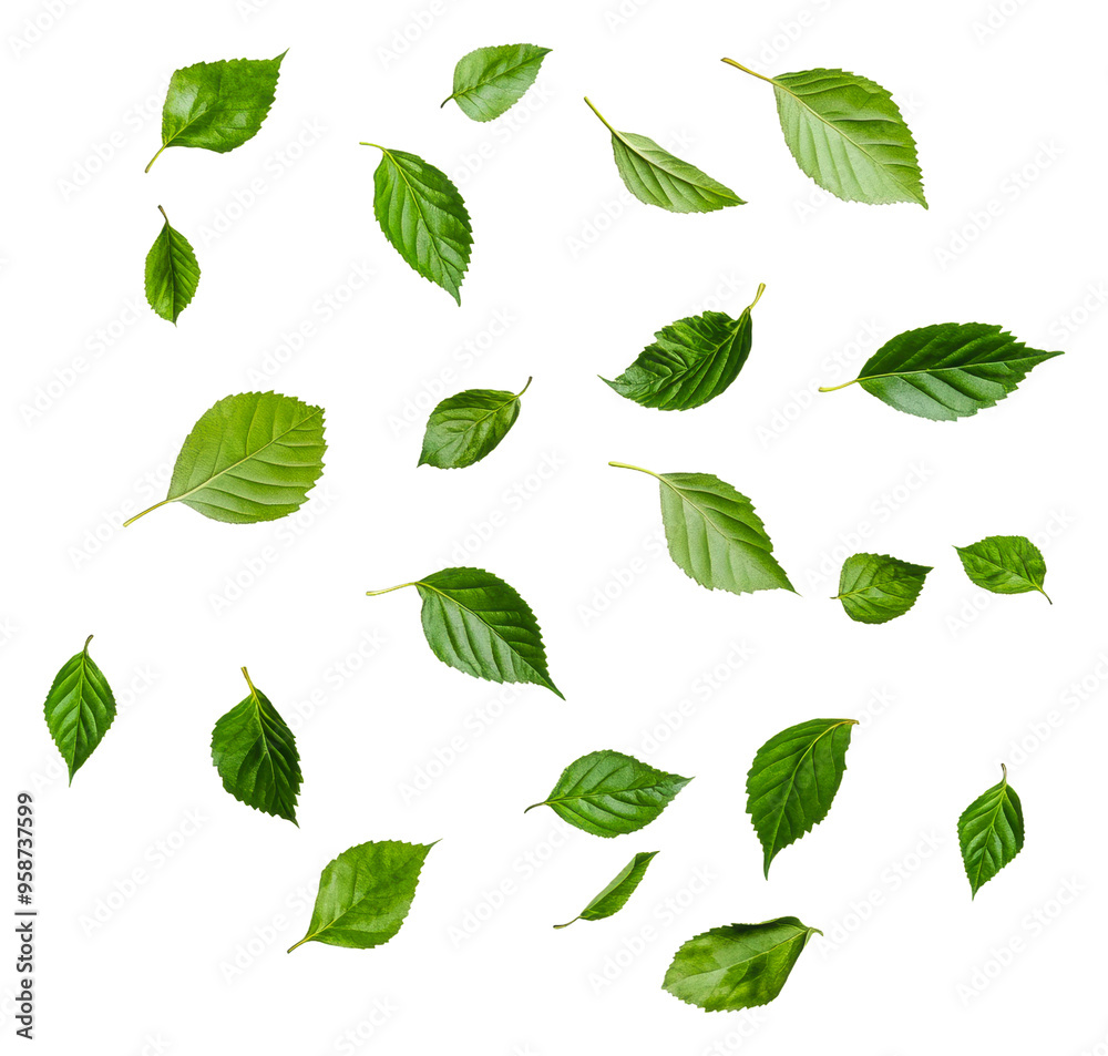 Fresh green leaves scattered on a white background, cut out - stock png.