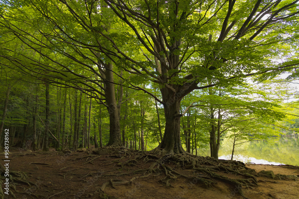 Fototapeta premium Un majestuoso árbol con grandes raíces expuestas se alza junto al embalse de Santa Fe en Montseny, Cataluña, rodeado de un denso bosque de árboles altos.