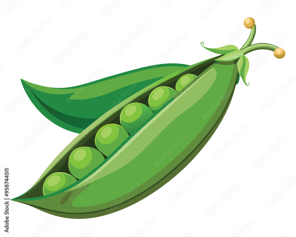 Fresh Peas Vegetable vector illustration Fresh Peas Vegetable vector illustration
