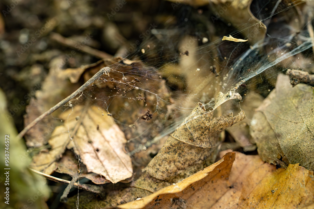 Spider web on leaves in the forest. Spider web on leaves in the forest.