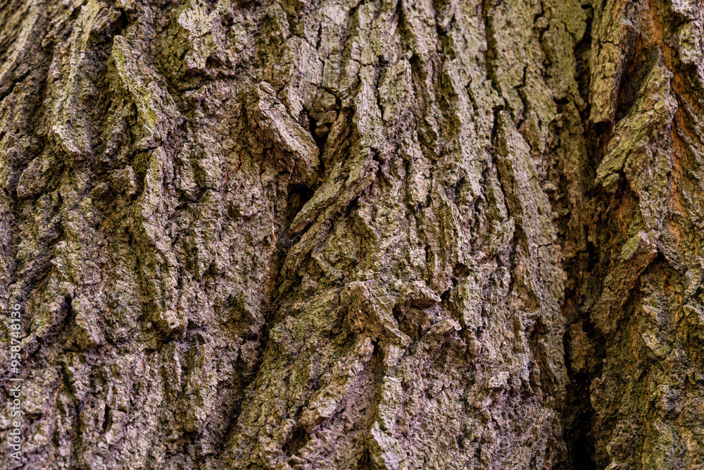 Wooden bark of tree brown background texture. Wooden bark of tree brown background texture.