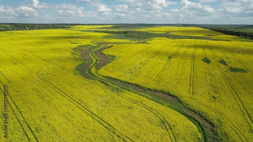 Bright yellow canola field and blue sky on a sunny day. Rural scene in springtime. Ecology concept. Agrarian industry. Vibrant photo wallpaper. Agricultural area. Beauty of earth. 