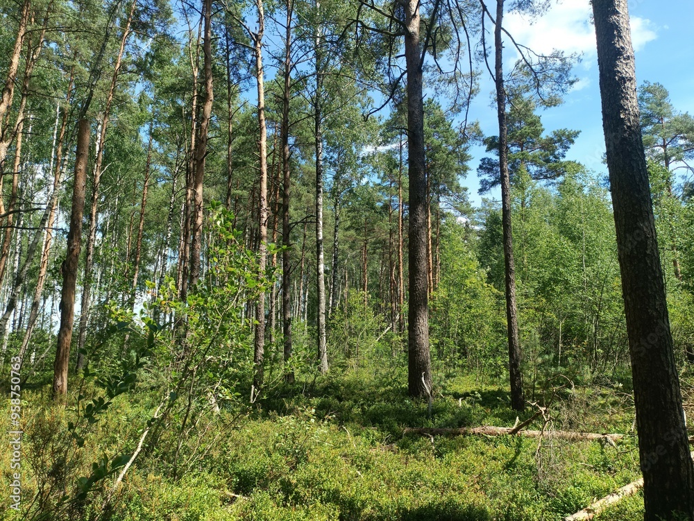 Rekyva forest during sunny summer day. Pine and birch tree woodland. Blueberry bushes are growing in woods. Sunny day with white and gray clouds in sky. Summer season. Nature. Rekyvos miskas. Rekyva forest during sunny summer day. Pine and birch tree woodland. Blueberry bushes are growing in woods. Sunny day with white and gray clouds in sky. Summer season. Nature. Rekyvos miskas.