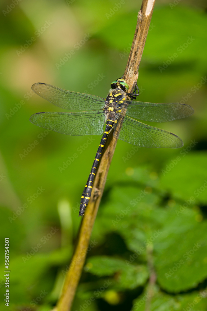 black an yellow stripe Dragonfly on a stick. Vertical portrait an open wings black an yellow stripe Dragonfly on a stick. Vertical portrait an open wings