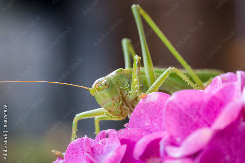 Green grasshopper on pink petals. Macro shot of a beautiful creature Green grasshopper on pink petals. Macro shot of a beautiful creature
