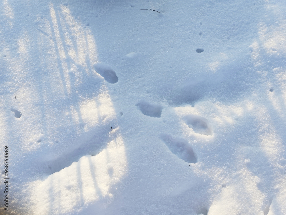 Hare's paw prints in the snow. Animals trace, paws footprints in the forest in winter white snow with winter evening light, Finland, Espoo, Soumenoja Hare's paw prints in the snow. Animals trace, paws footprints in the forest in winter white snow with winter evening light, Finland, Espoo, Soumenoja