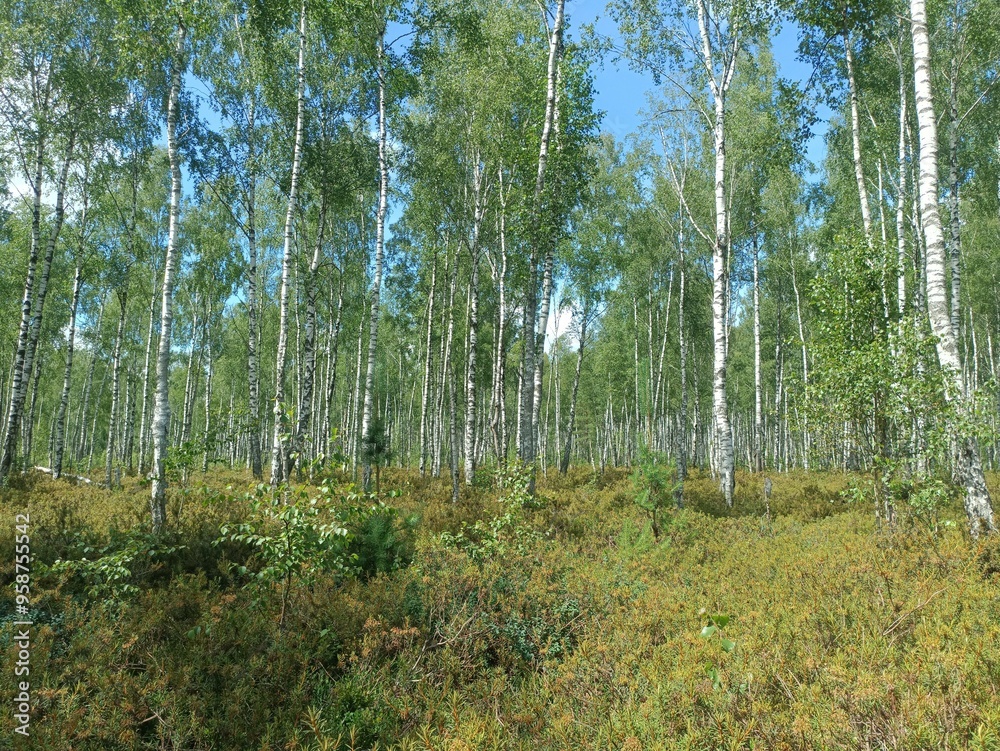 Rekyva forest during sunny summer day. Pine and birch tree woodland. Blueberry bushes are growing in woods. Sunny day with white and gray clouds in sky. Summer season. Nature. Rekyvos miskas. Rekyva forest during sunny summer day. Pine and birch tree woodland. Blueberry bushes are growing in woods. Sunny day with white and gray clouds in sky. Summer season. Nature. Rekyvos miskas.