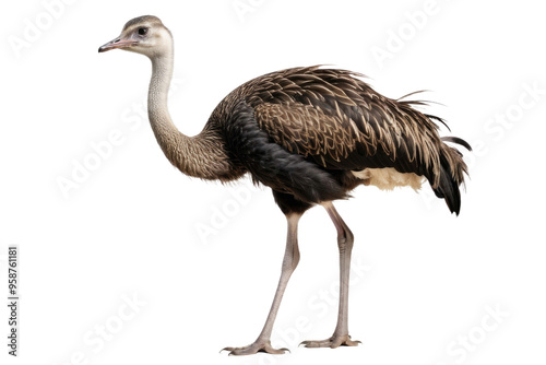 Full body ostrich, standing still, isolated against a pure white backdrop, capturing every feather detail, sharp focus on the sparse plumage, feet firmly planted, body oriented in serene stillness photo